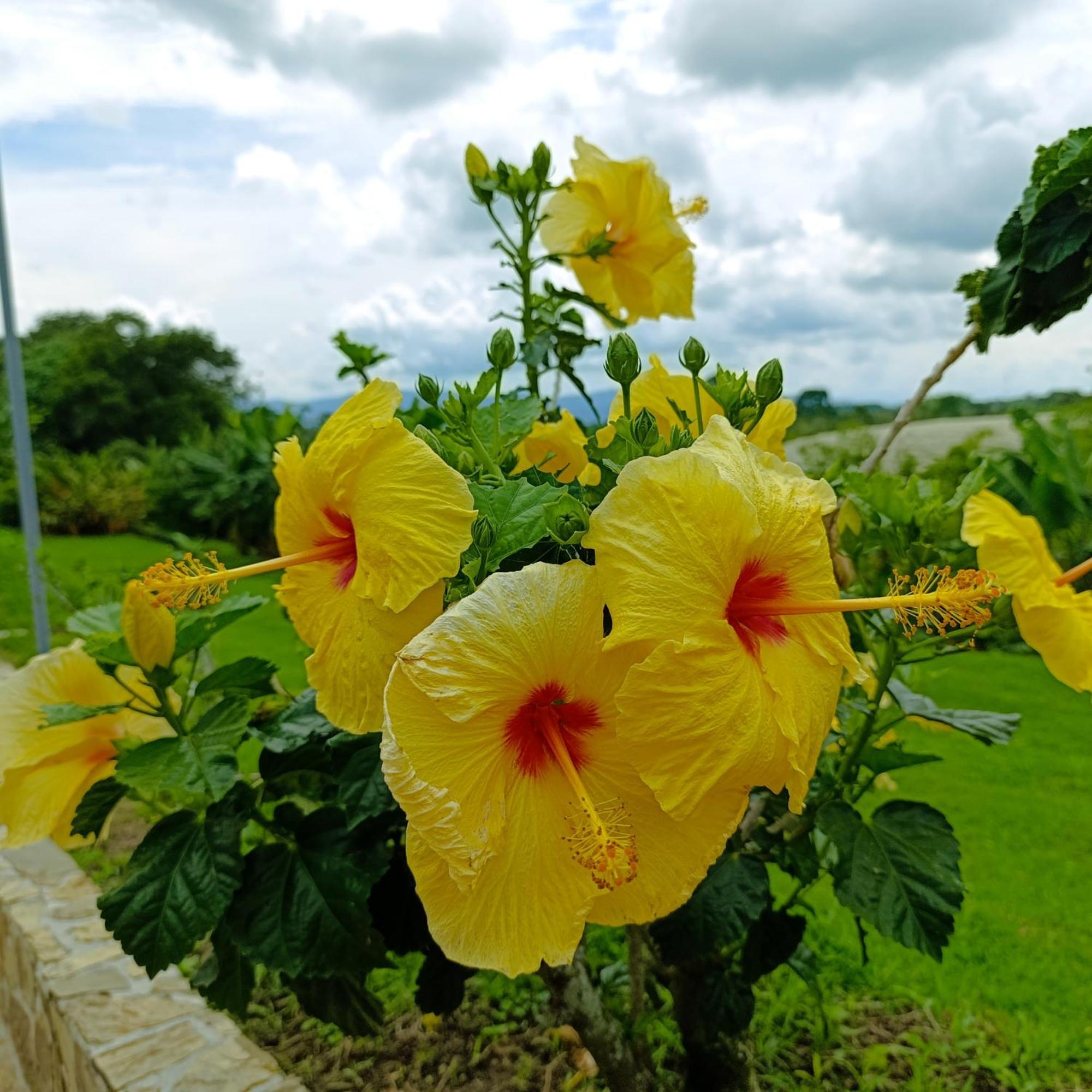 Hotel Campestre Los Mangos กิมบายา ภายนอก รูปภาพ