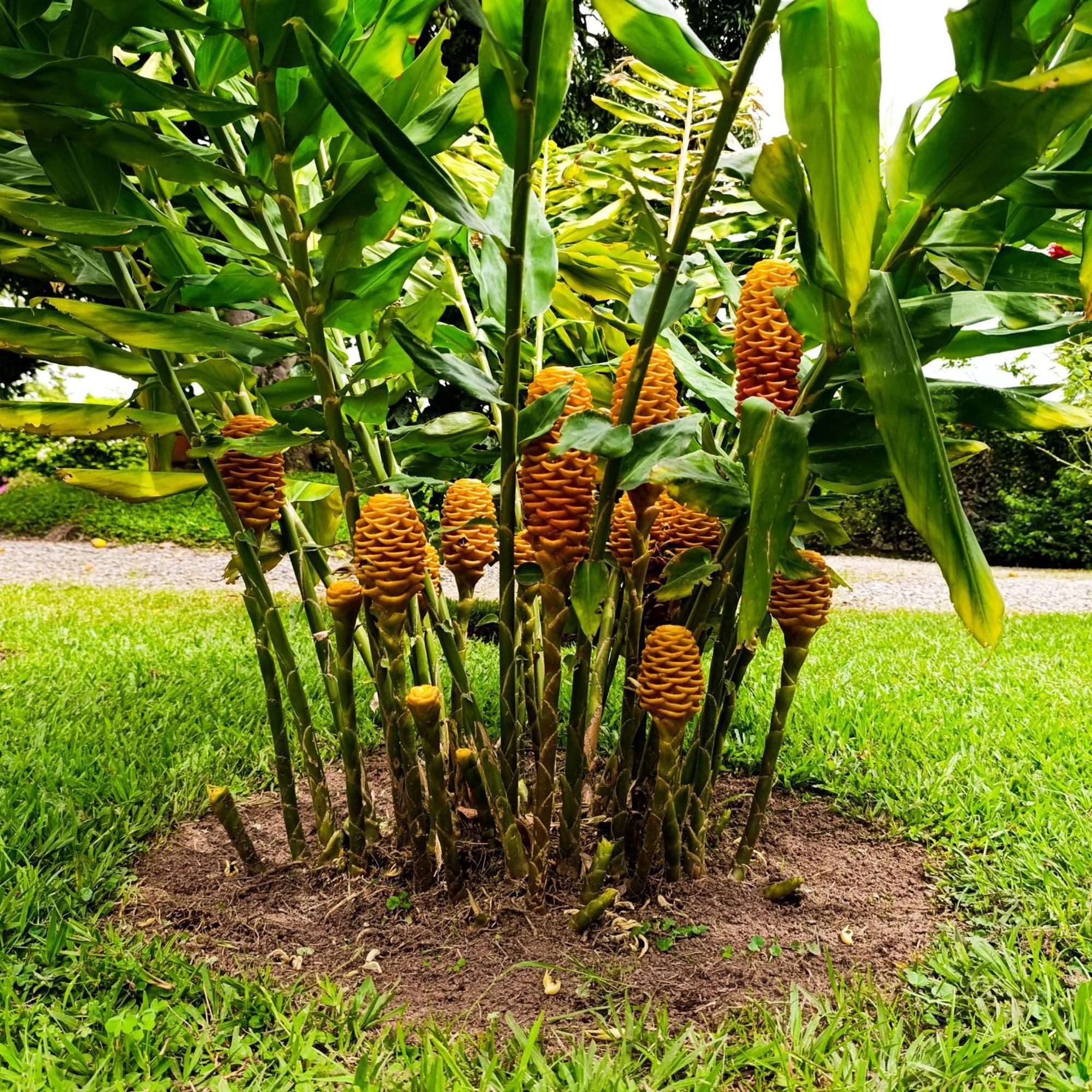 Hotel Campestre Los Mangos กิมบายา ภายนอก รูปภาพ